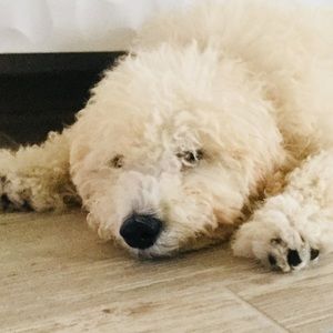 Meet your Posher, Juliana